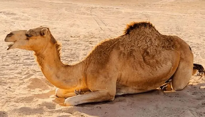 موسميات کاتي ملڪ ۾ ايندڙ ڪجهه ڏينهن دوران هڪ نئون موسمي سسٽم داخل ٿيڻ جي اڳڪٿي ڪئي آهي